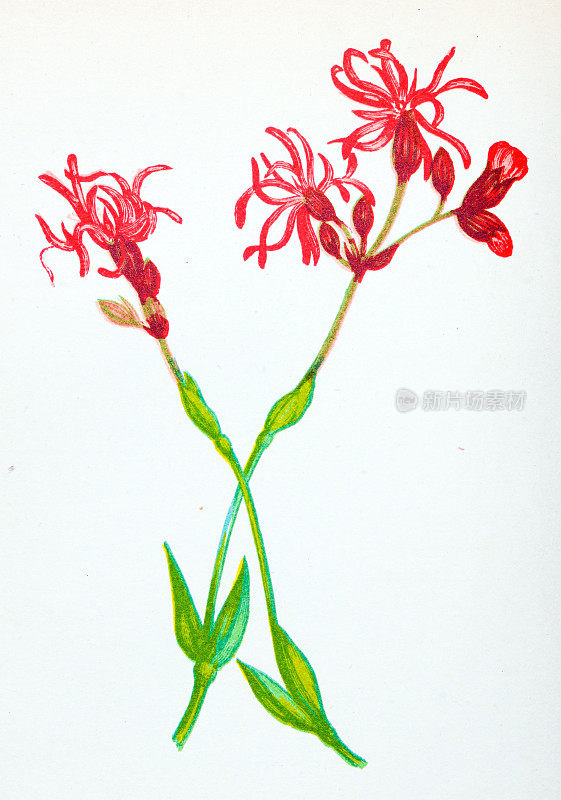 野生花卉的古董植物学插图:破烂的知更鸟，Lychnis Flos Cuculi